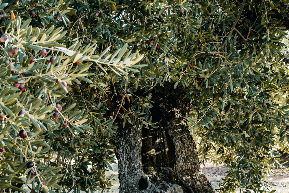 Olivenernte, Andalusien, Spanien