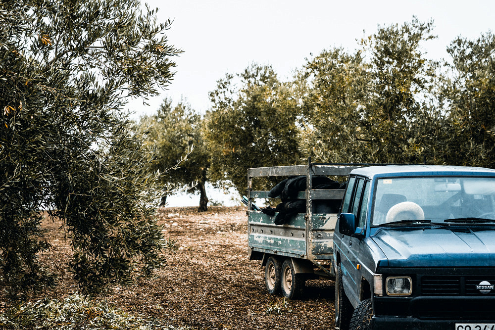 Olivenernte, Andalusien, Spanien