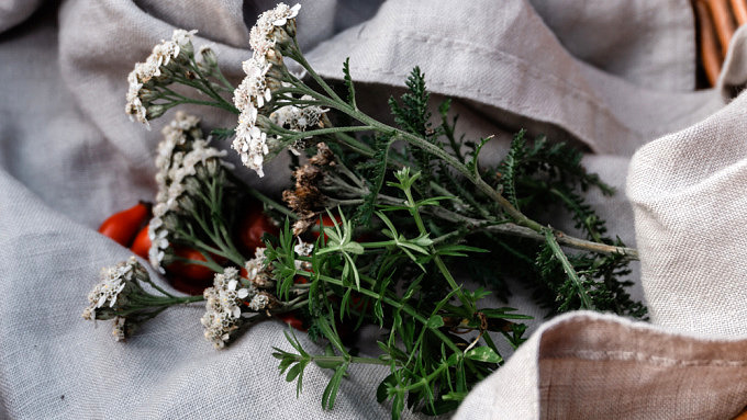 Wildkräuter sammeln_Herbst_Mikroabenteuer