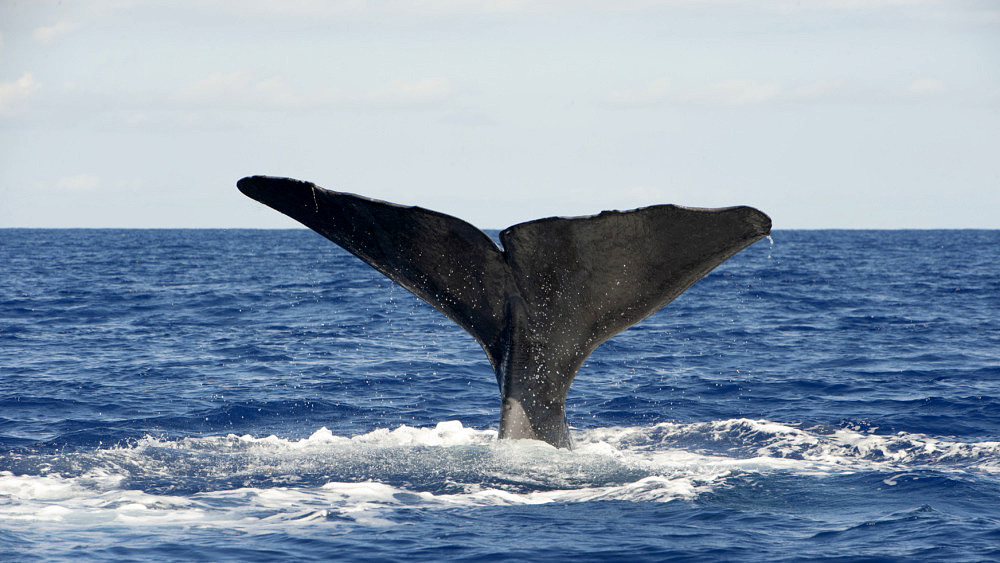 lobosonda, whale watching madeira