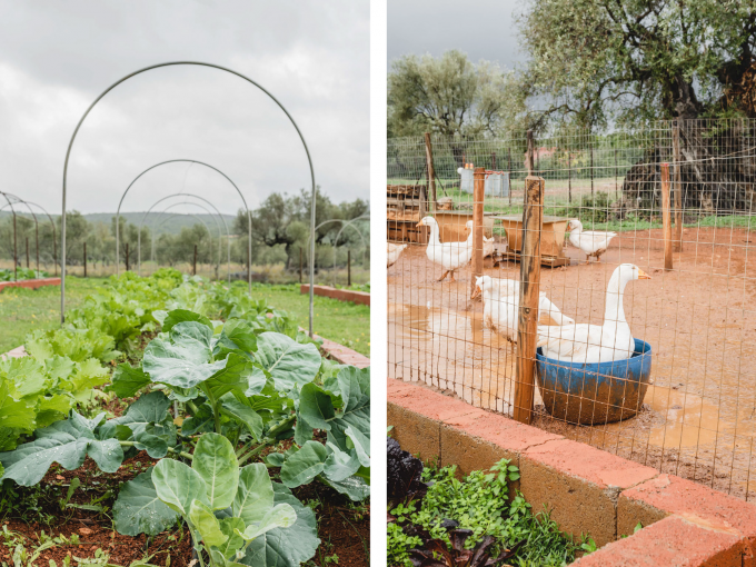 Eumelia Organic Farm, nachhaltige Farm Griechenland, nachhaltige Unterkunft Griechenland