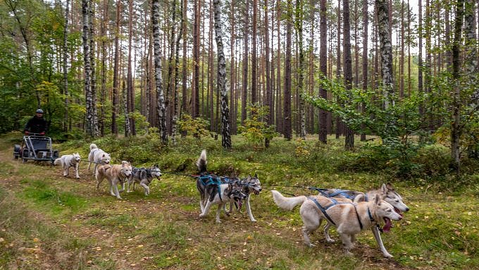 Husky-Tour Brandenburg, Huskies, Huskyfarm, Gespann, Prignitz, Freizeit mit Huskies, Frankendorf