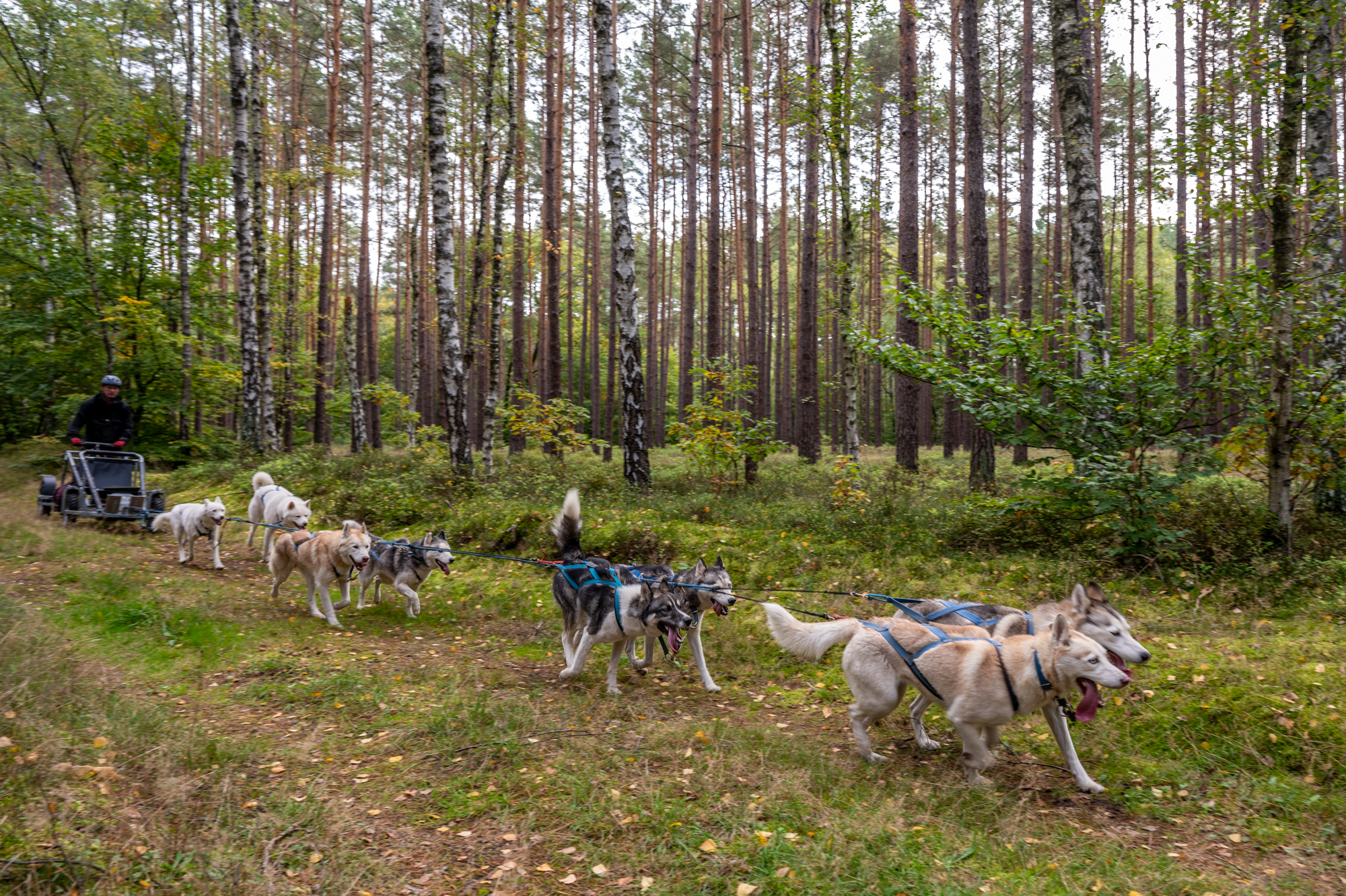 #Husky-Tour in Brandenburg – Auf Tuchfühlung mit den Schlittenhunden