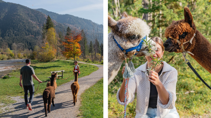 alpakawanderung tegernsee