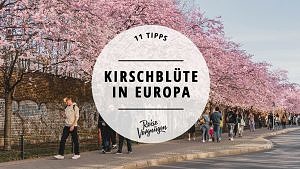 Kirschblüte in Europa