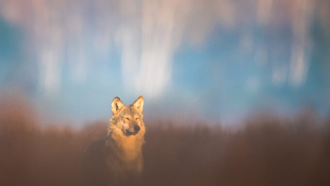 Geschenk, Geschenke, Weihnachten, Feiertag